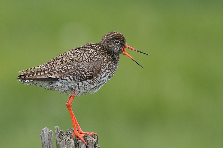 Rotschenkel - Tringa totanus - Common Redshank